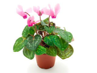 Pink cyclamen in pot