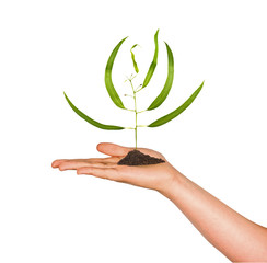 sprout in palm as a symbol of nature protection