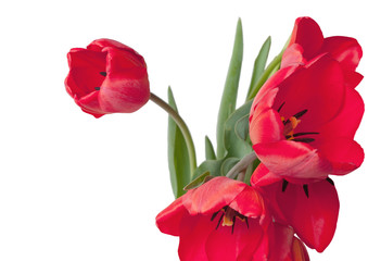 red tulips