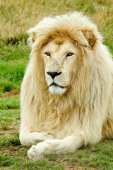 Obraz na płótnie Canvas Beautiful Male white lion