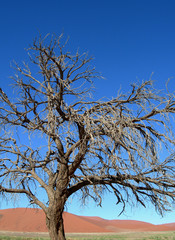Skeletal carcase of dead tree in desert due to drought
