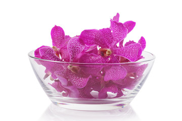 purple orchid in glass bowl