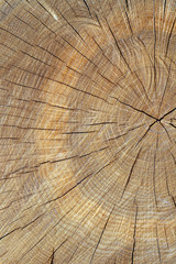 Tree cut texture