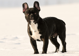 Französische Bulldogge, Schnee, Portrait, Winter