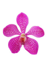 purple orchid head