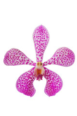 purple dots orchid head