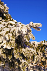 View on snow covered frozen spruce branch
