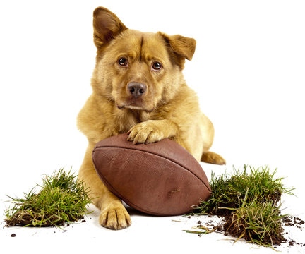 Dog With Football