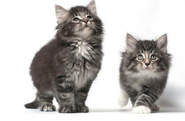 Norwegian forest cat