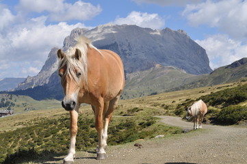 Dolomiten ,Seiser Alm, S&uuml;dtirol