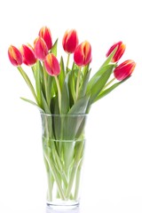 Fresh tulips