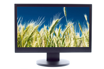 green wheat on farm field on TV sreen