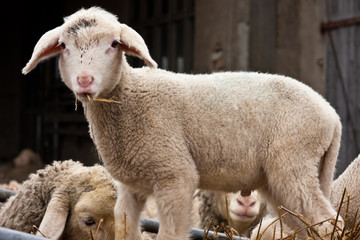 Naklejka premium Lamm, lamb