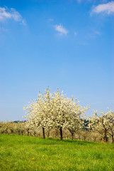 Blossoming cherry tree in spring orchard