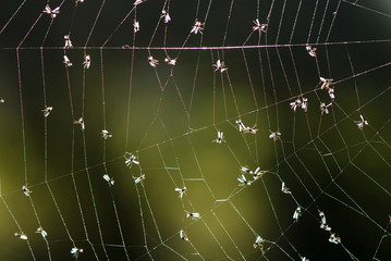 mosquitos atrapados en tela de araña