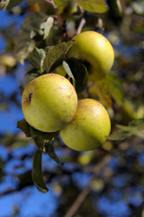 ripe green apples on a tree branch
