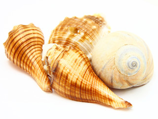 Sea shell with reflection on white background