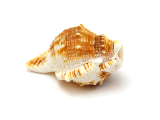 Sea shell with reflection on white background