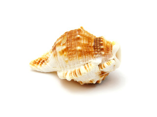 Sea shell with reflection on white background
