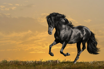 black horse runs gallop - 29158232