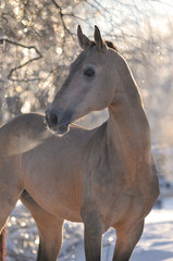 Obraz na płótnie Canvas akhal-teke horse portrait