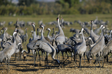 Common Crane (Grus grus), Ahula, Israel