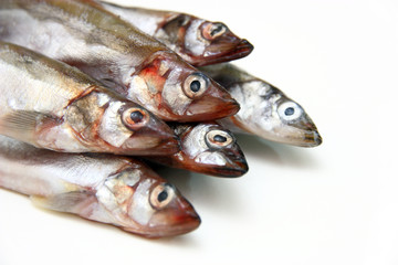 Capelin fish isolated on the white background