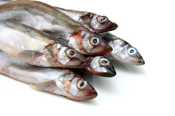 Capelin fish isolated on the white background