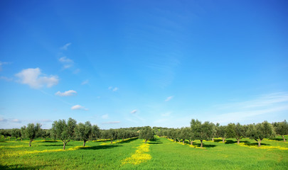 Olives tree in green field at  Portugal.