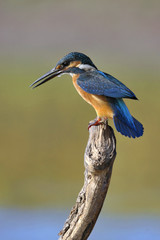 The Common Kingfisher (Alcedo atthis)