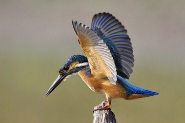 The Common Kingfisher (Alcedo atthis)