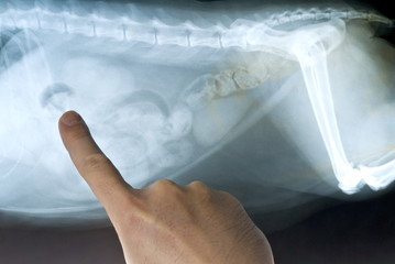 Cat's X-ray