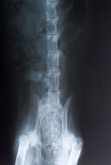 Cat's X-ray