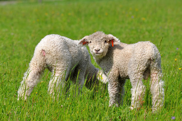 Fototapeta premium two cute lambs