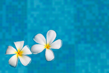 Frangipani flower in water