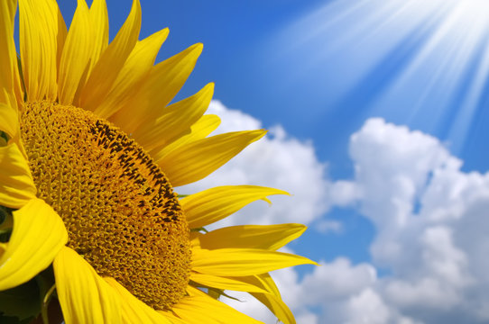 Fototapeta Sunflower over sunny sky background