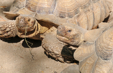 Geochelone sulcata (African spurred tortoise) © VeSilvio