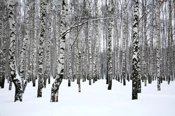 Gardinen Winter Birkenhain © Elena Kovaleva