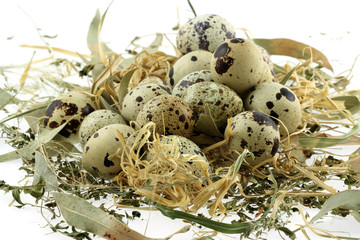 Obraz premium oeufs de caille