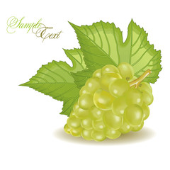 Obraz premium grapes