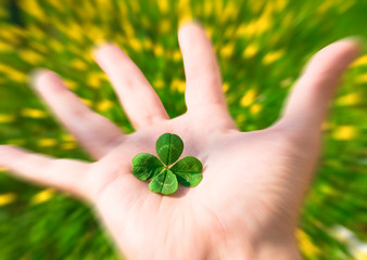 four-leaf clover in the human hand