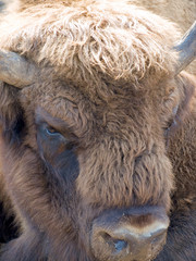 bison © Getmilitaryphotos