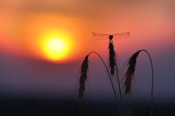 Dragonfly. Sunset