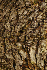 tree bark