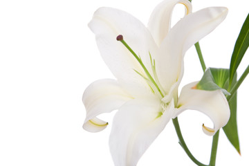 Fototapeta na wymiar White lily flower on white background