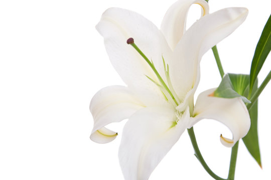 White lily flower on white background