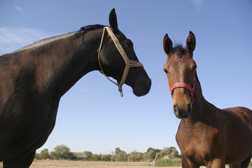 Mare and foal