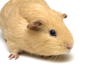 Hamster on white background