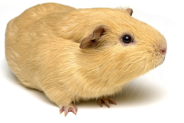Fototapeta premium Hamster looking up on white background