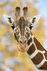 Obraz premium Giraffe in Natur